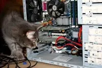 catcomputer.webp