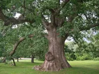 tree.webp
